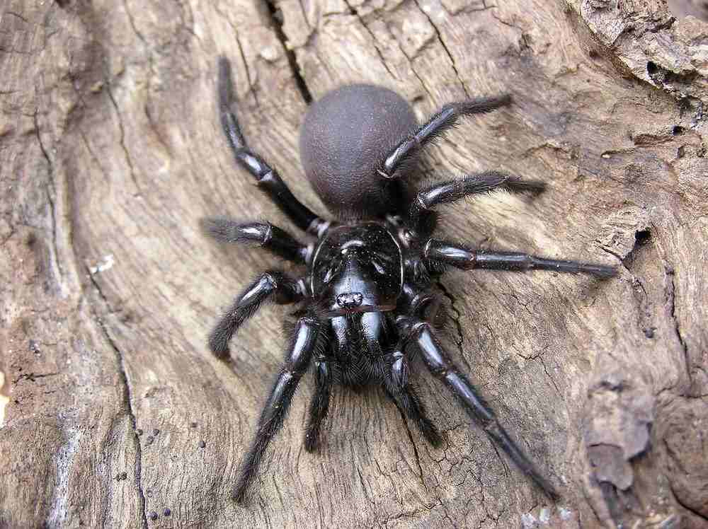 Sydney Funnel-web Spider